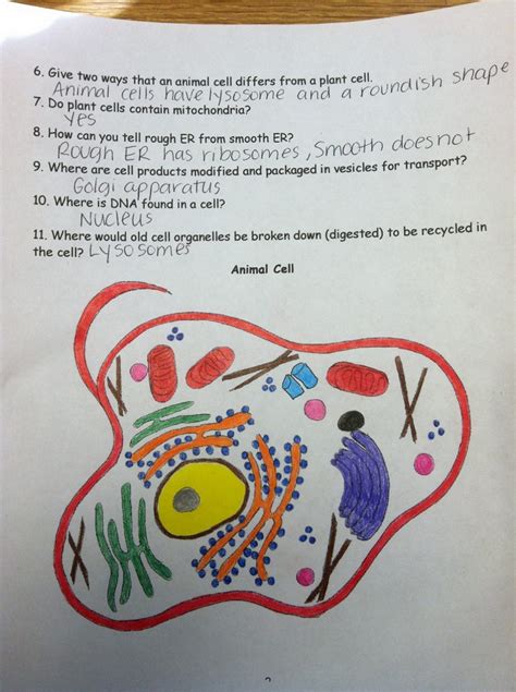 animal cell coloring worksheet answers
